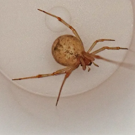 Image of a spider in a cup